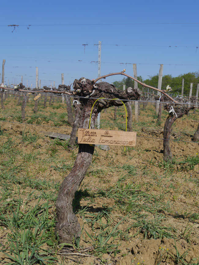 Виноградник на урожай